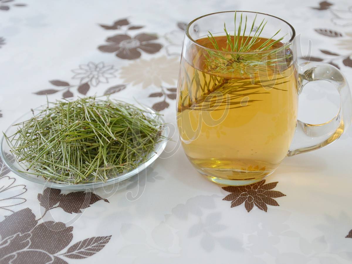 Хвойный чай: польза и вред ароматного напитка