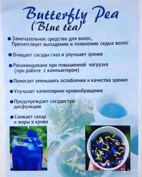 Синий чай: воздействие на организм и особенности заваривания