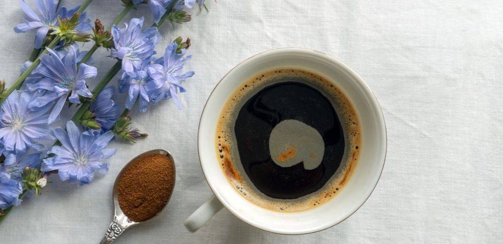 Цикорий, как заменитель кофе. особенности, вкусовые качества, рецепты, польза и вред