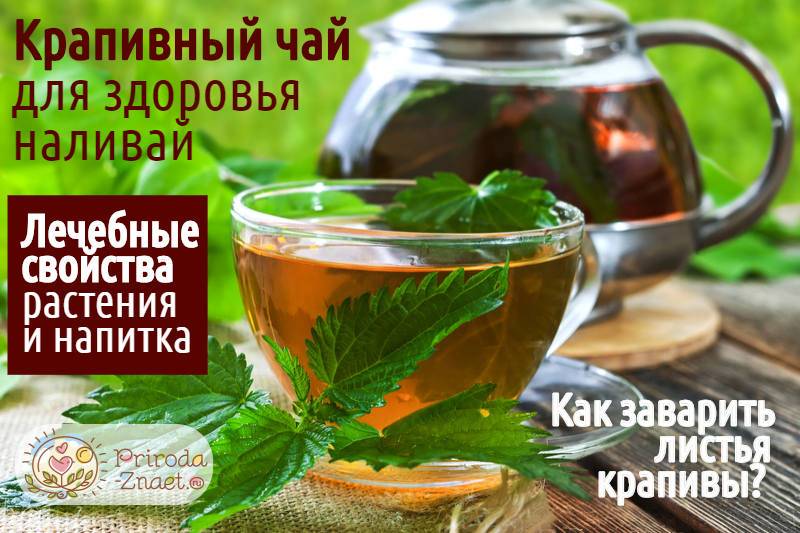 Чай из крапивы: рецепты, показания, противопоказания