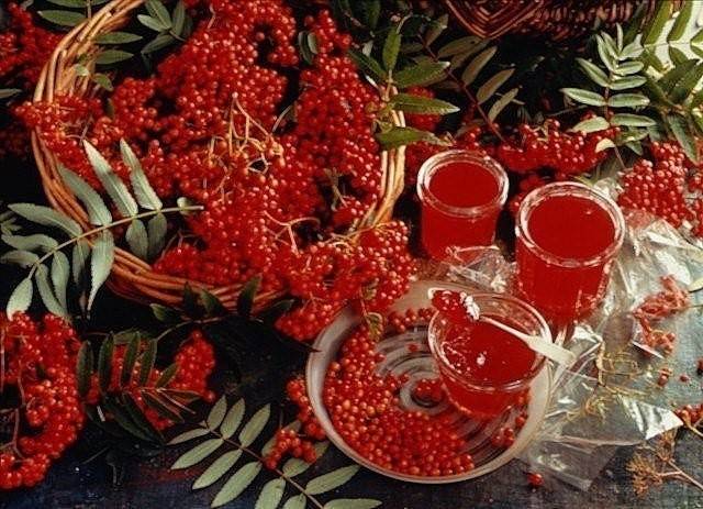 Чай с рябиной (черноплодной или красной): рецепты, польза и вред