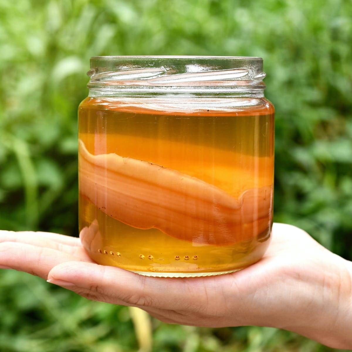 Грибной чай (Kombucha): польза и вред, как вырастить медузомицет