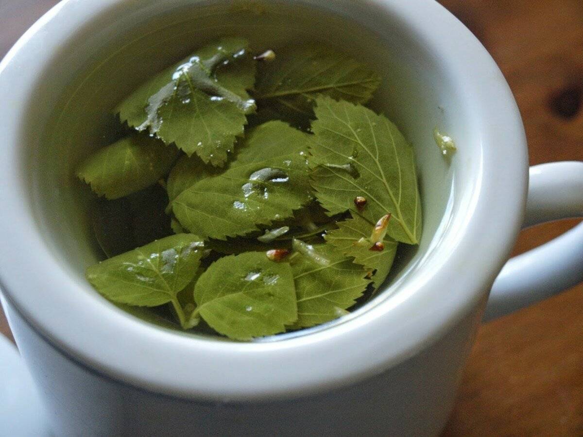 Свойства чая из березовых листьев и рецепты приготовления