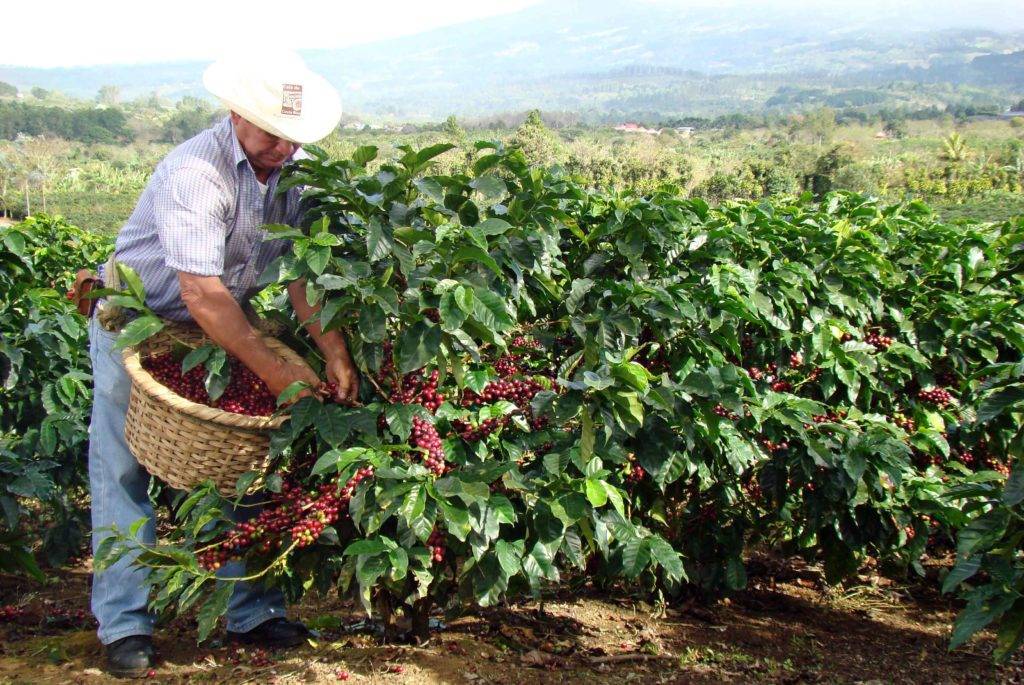 Как выращивают кофейные деревья и в каких странах они растут?