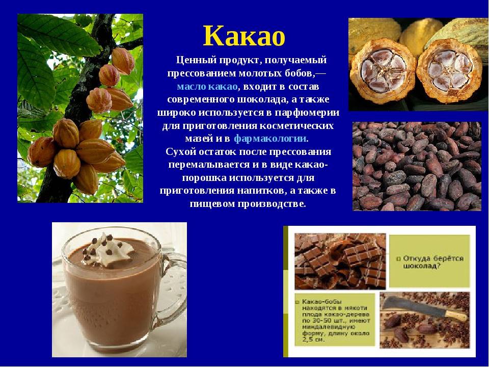 Чем полезно какао: уникальные вещества в составе какао-бобов