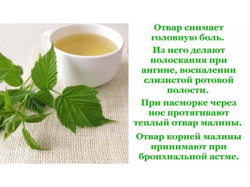 Чай с малиной лечебные свойства