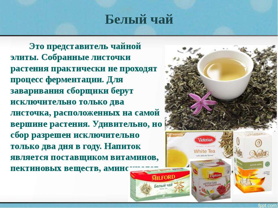 Белый чай: состав, польза и свойства. сорта и виды белого чая