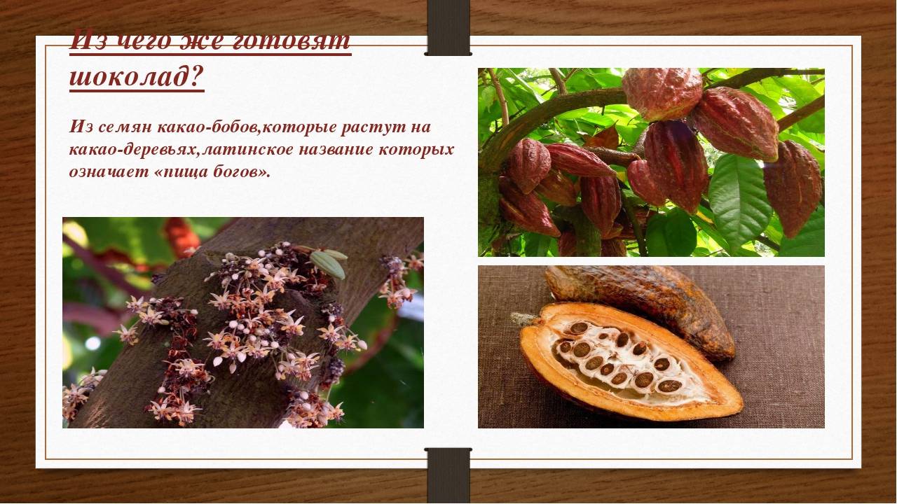 Полезные свойства и вред какао-бобов
