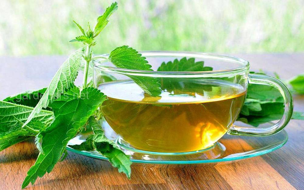 Чай из крапивы: польза и вред, рецепты из свежих и сушеных листьев