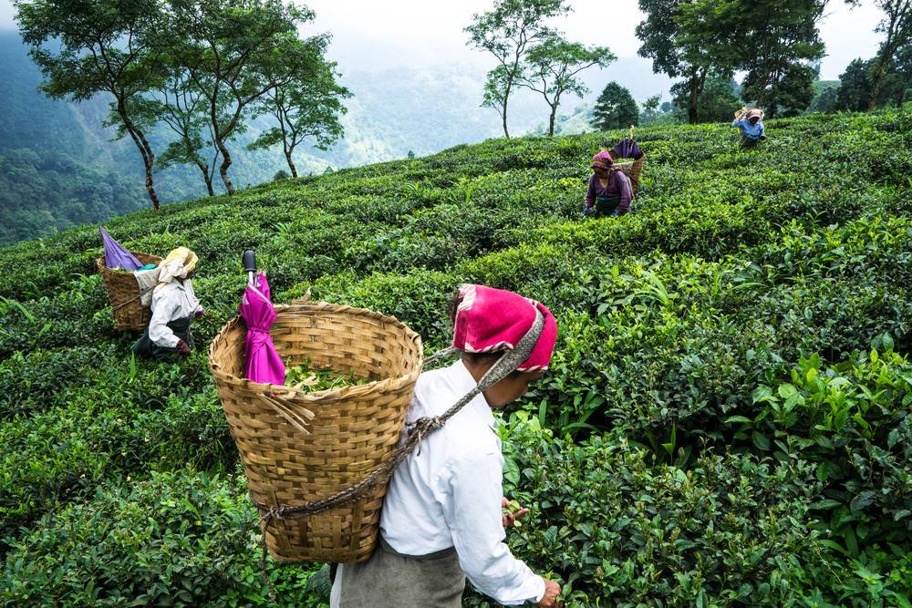 Лучшие чайные плантации мира – чай не ведает границ