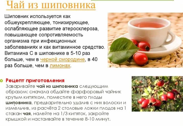 Польза чая с мелиссой для организма человека. возможный вред чая с мелиссой, правила заваривания и особенности употребления - womens-24