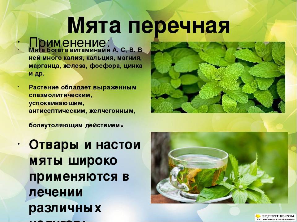 Чай с мелиссой — полезные свойства и вкусные рецепты