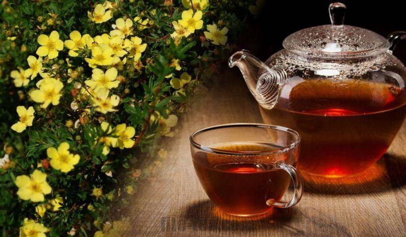 Курильский чай лечебные свойства