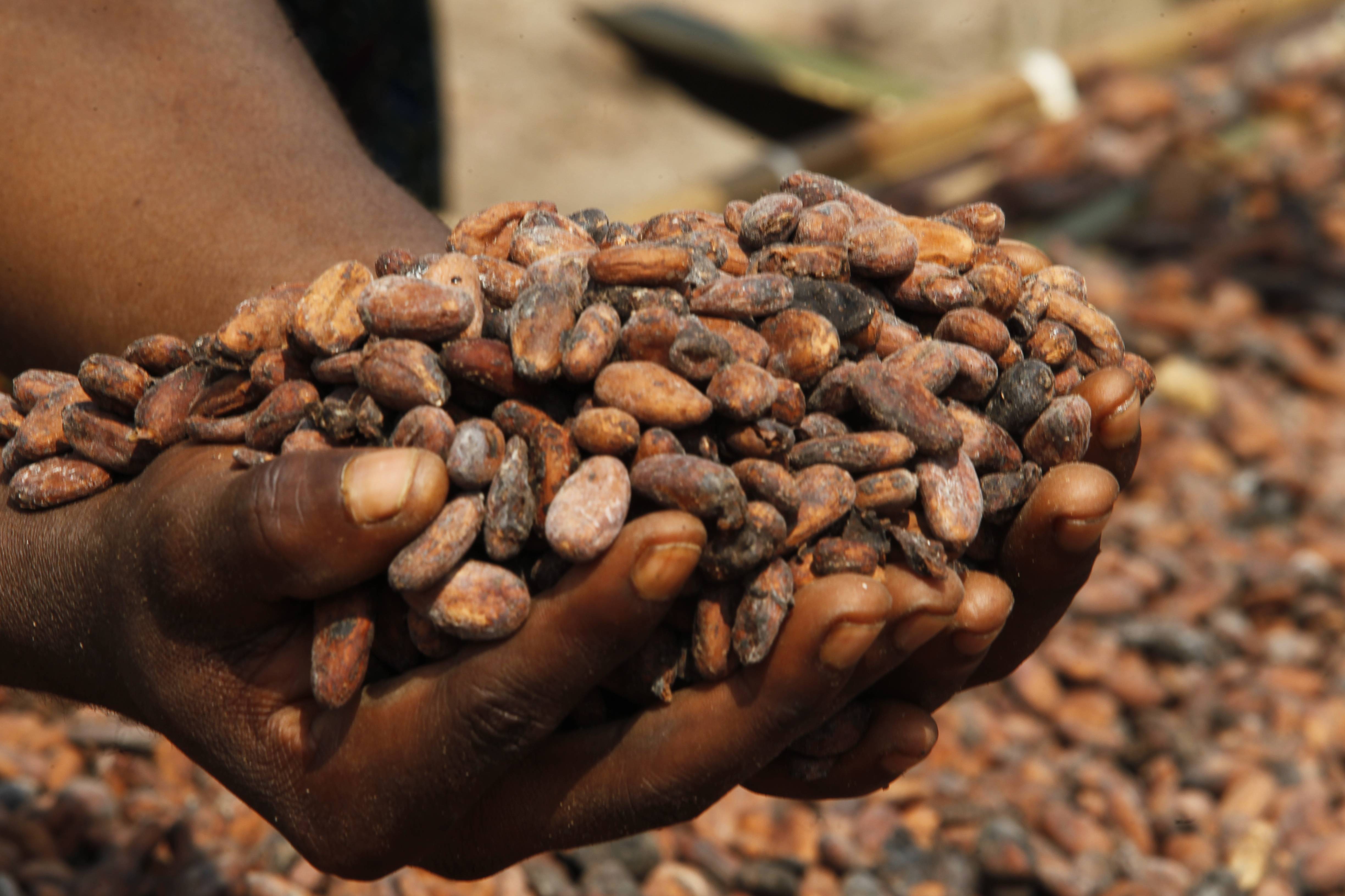 Экономика кот-д`ивуара: промышленность, сельское хозяйство, внешняя торговля