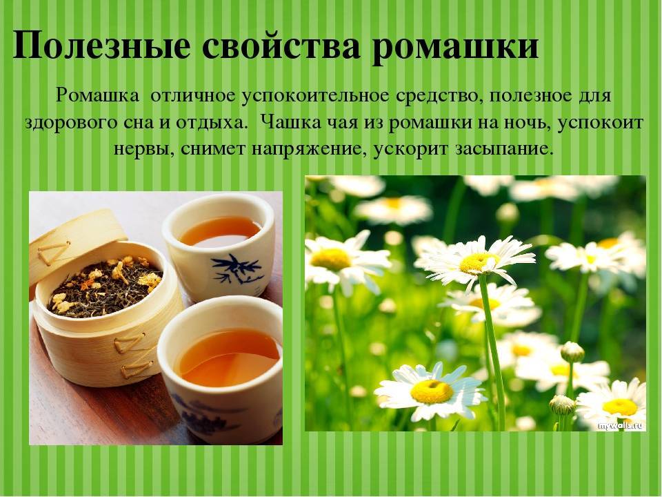 Ромашковый чай польза и вред лечебные свойства, применение