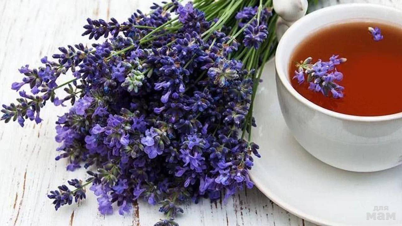 Свойства и рецепты чая с лавандой – на волне вдохновения