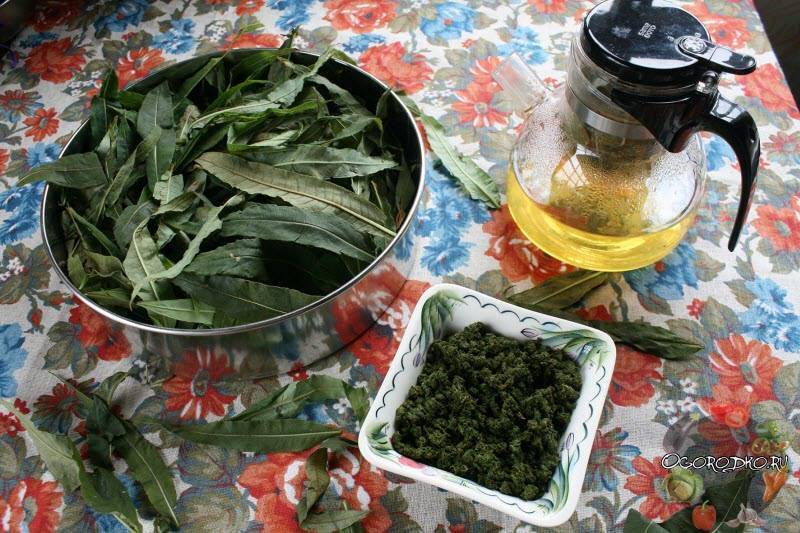 Бадан чай (чигирский чай): лечебные свойства, как заваривать и употреблять