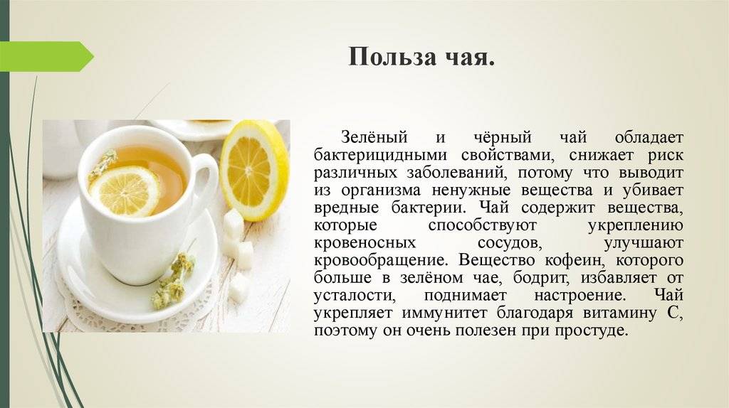 Белый чай и его полезные свойства