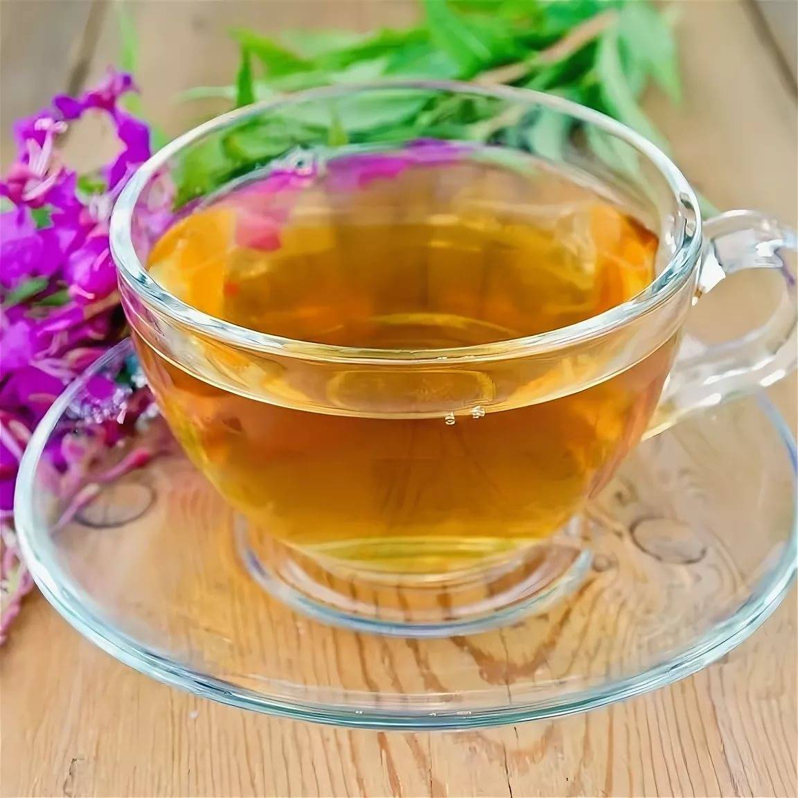 Польза и вред чая кудин, или «горькая слеза», советы врачей по завариванию и использованию напитка