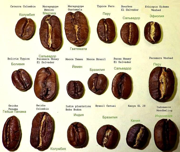 Арабика vs робуста: что нужно знать о самых популярных сортах кофе
