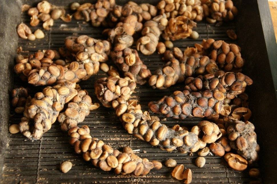 Самый дорогой кофе в мире - kopi luwak, $ 600