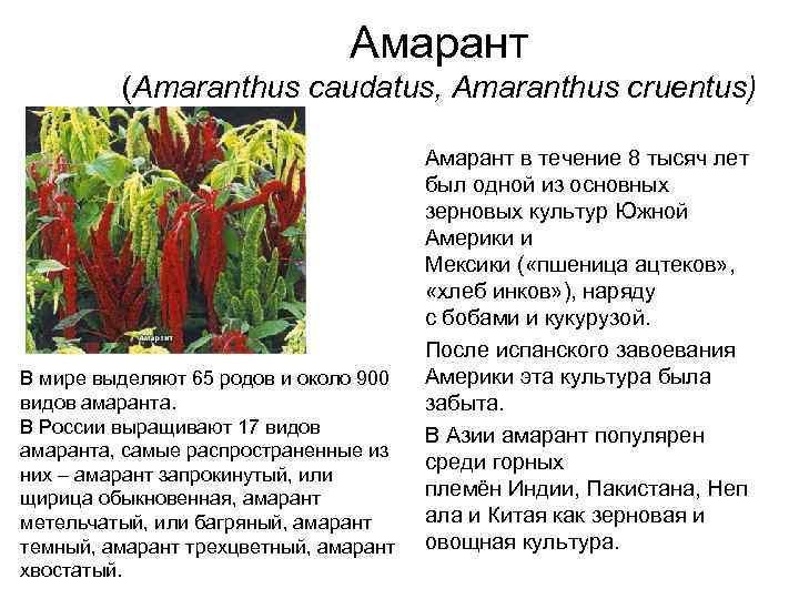 Семена амаранта: польза и вред и как их принимать