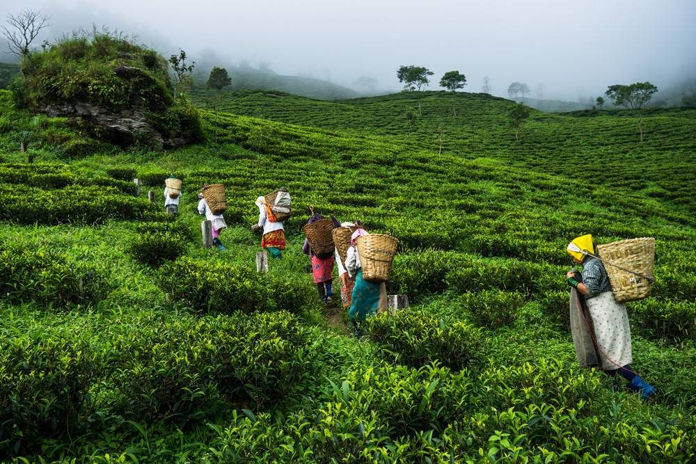 Где растет чай, особенности выращивания, как растет зеленый и черный чай.