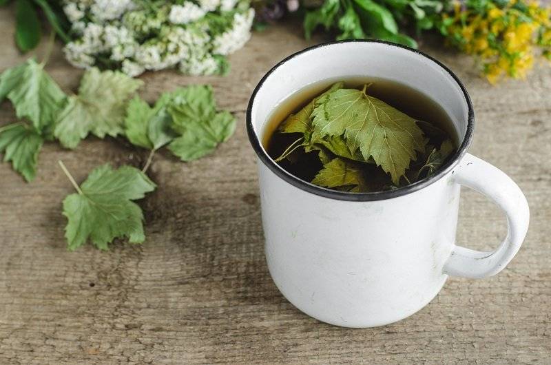 Чай из листьев смородины: польза и вред, как правильно заваривать