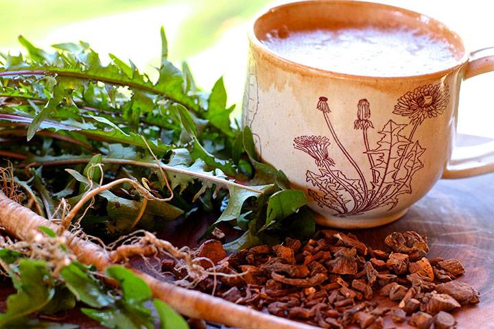 Кофе из одуванчиков, полезные свойства, заготовка корней, рецепты