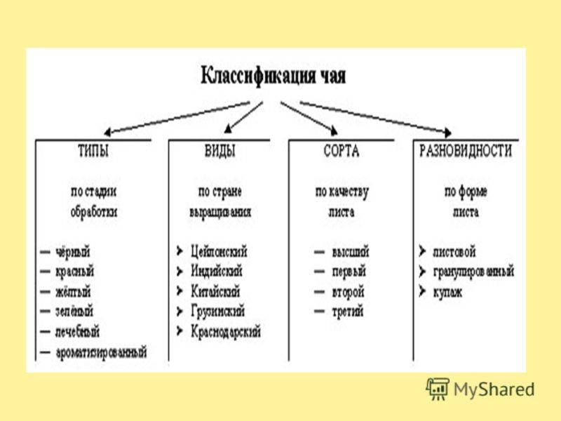 Чаять вид. Классификация чая схема. Чай классификация и виды. Таблица классификация ассортимента чая. Международная классификация чая схема.