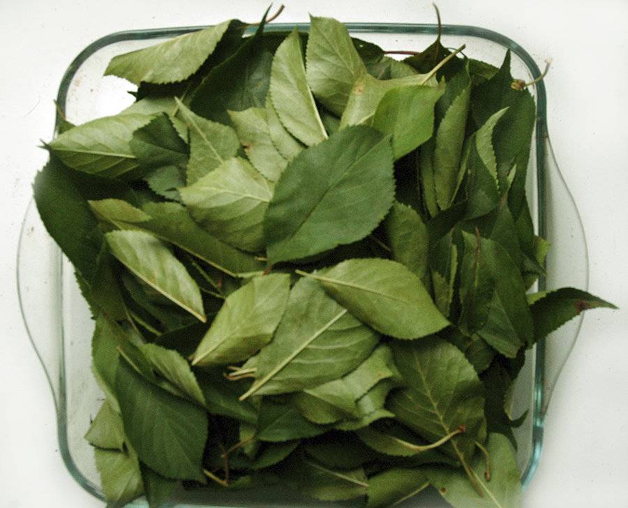 Чай из листьев вишни (ферментированный): когда собирать, как сделать заготовку