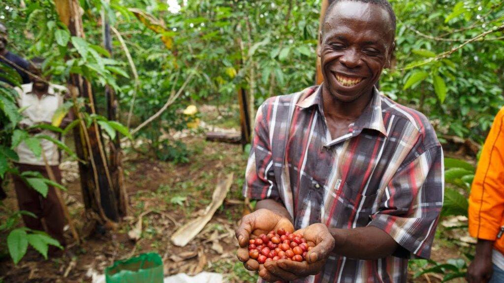 Кофе уганды, развитие кофейной промышленности, сорта