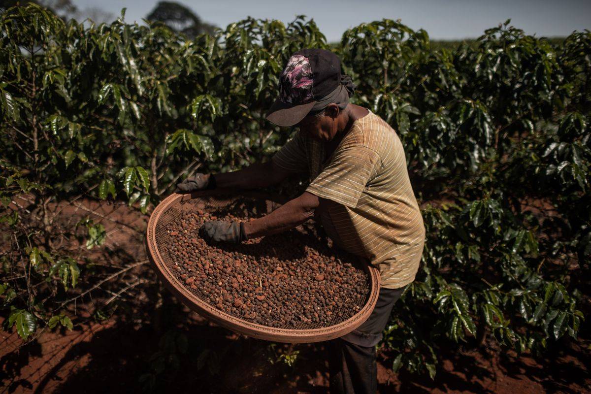 Крупнейшие в мире страны – производители кофе
