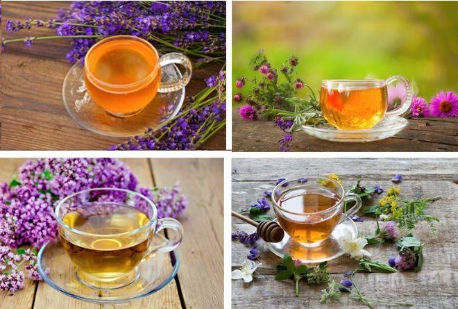 Чай с душицей: польза и вред