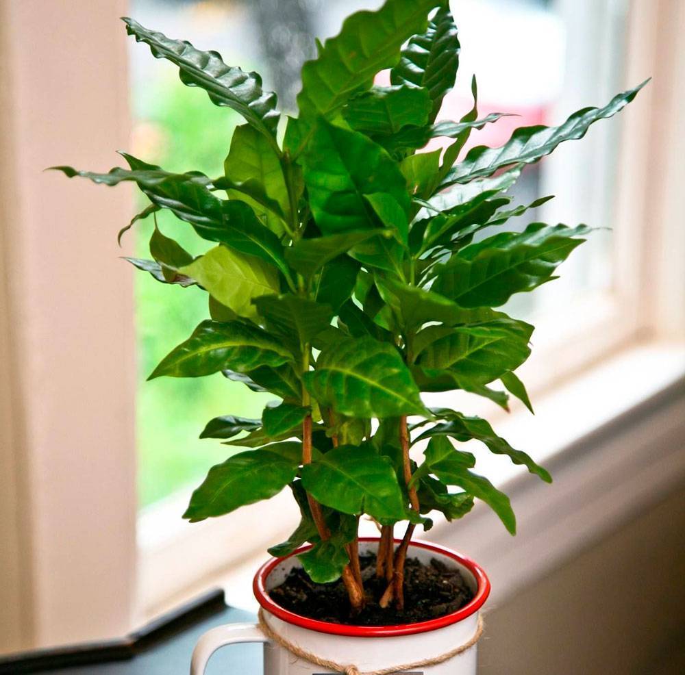 Выращивание кофейного дерева в домашних условиях - посадка и уход