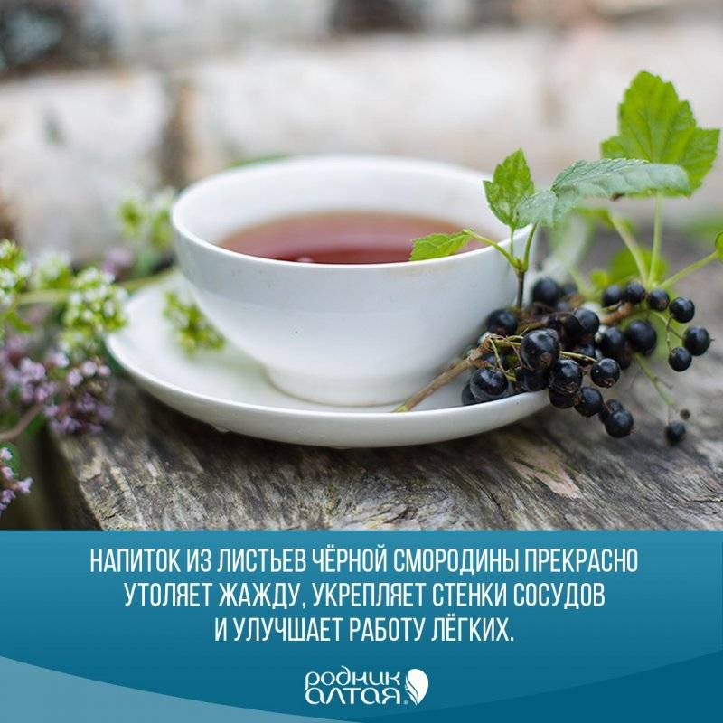 Лист смородины: полезные свойства и противопоказания, рецепты приготовления чая, как сделать лечебный отвар и чем полезен в домашней косметологии