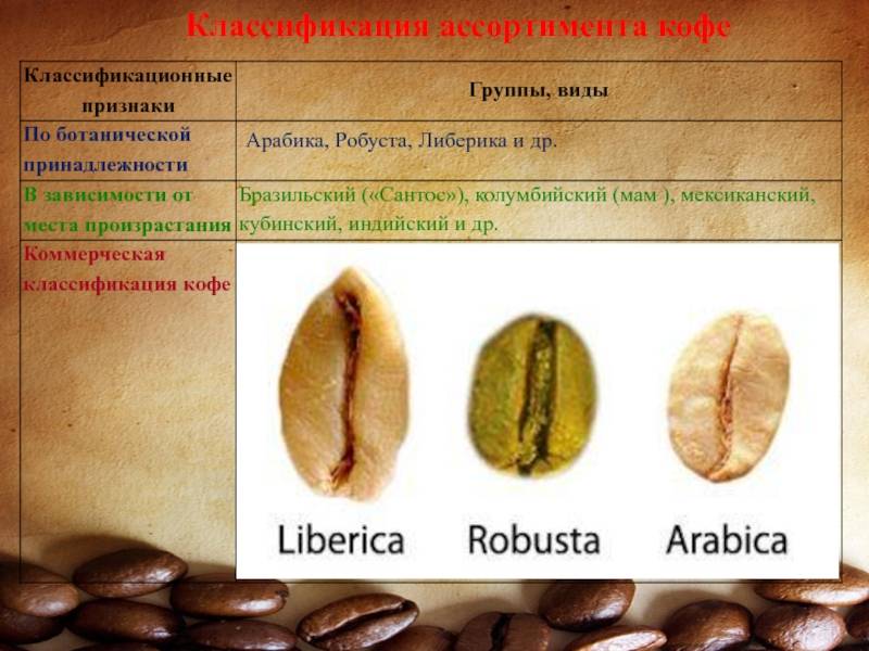 Сорта кофе: список с названиями, какие бывают, сколько существует видов
