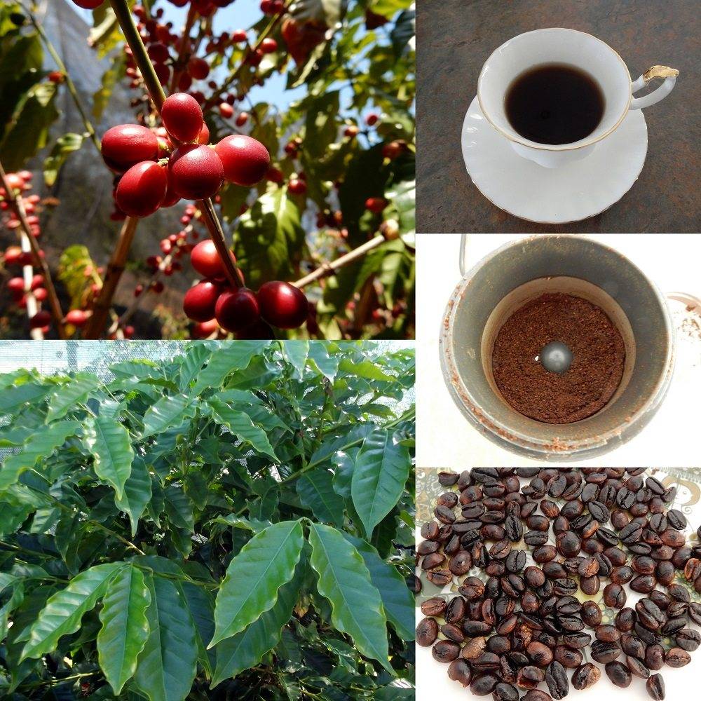 Как выращивают кофейное дерево и в каких странах оно растет?