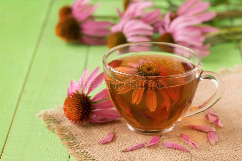 Чудесный цветок эхинацея: лечебные и полезные свойства и противопоказания