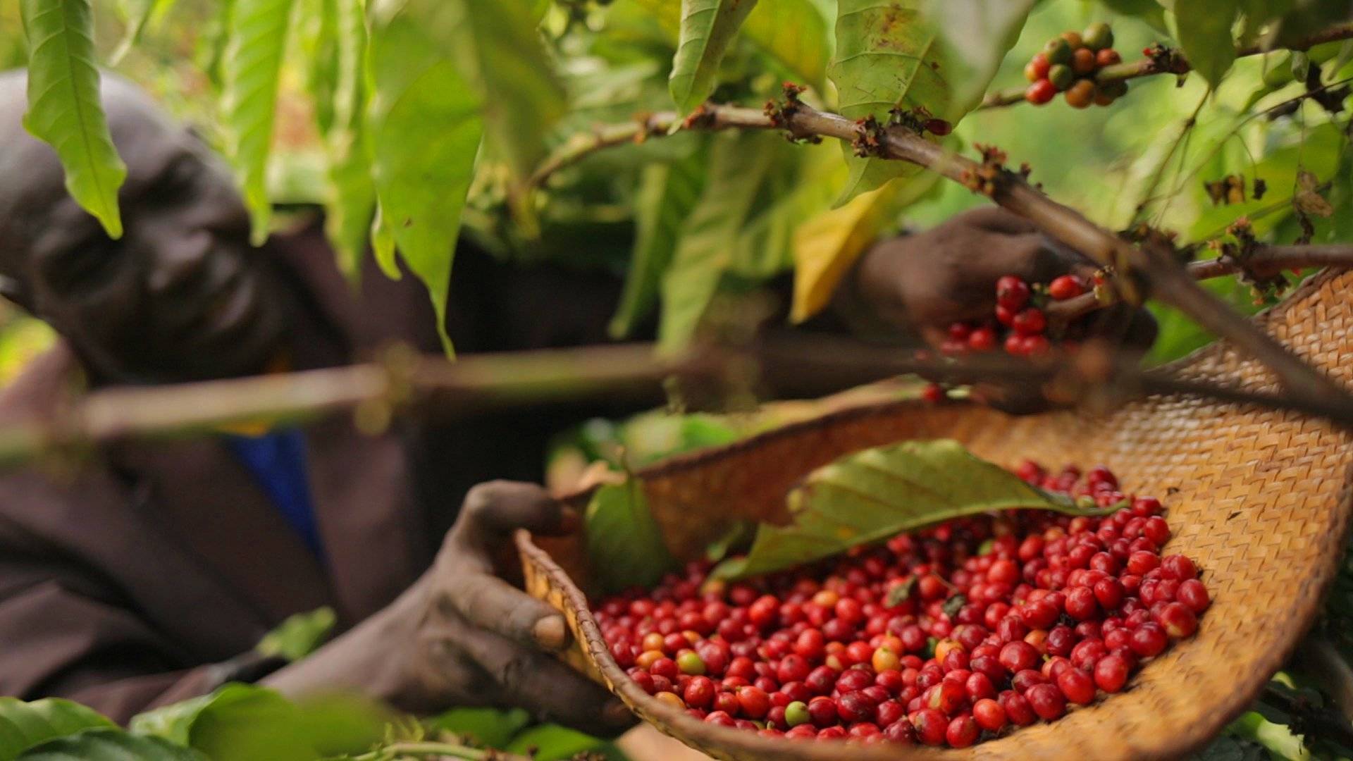 Кофе это фрукт. Бразилия Сантос плантация кофе. Плантации кофе в Бразилии. Кофейные плантации в Бразилии. Плантации кофе в Колумбии.