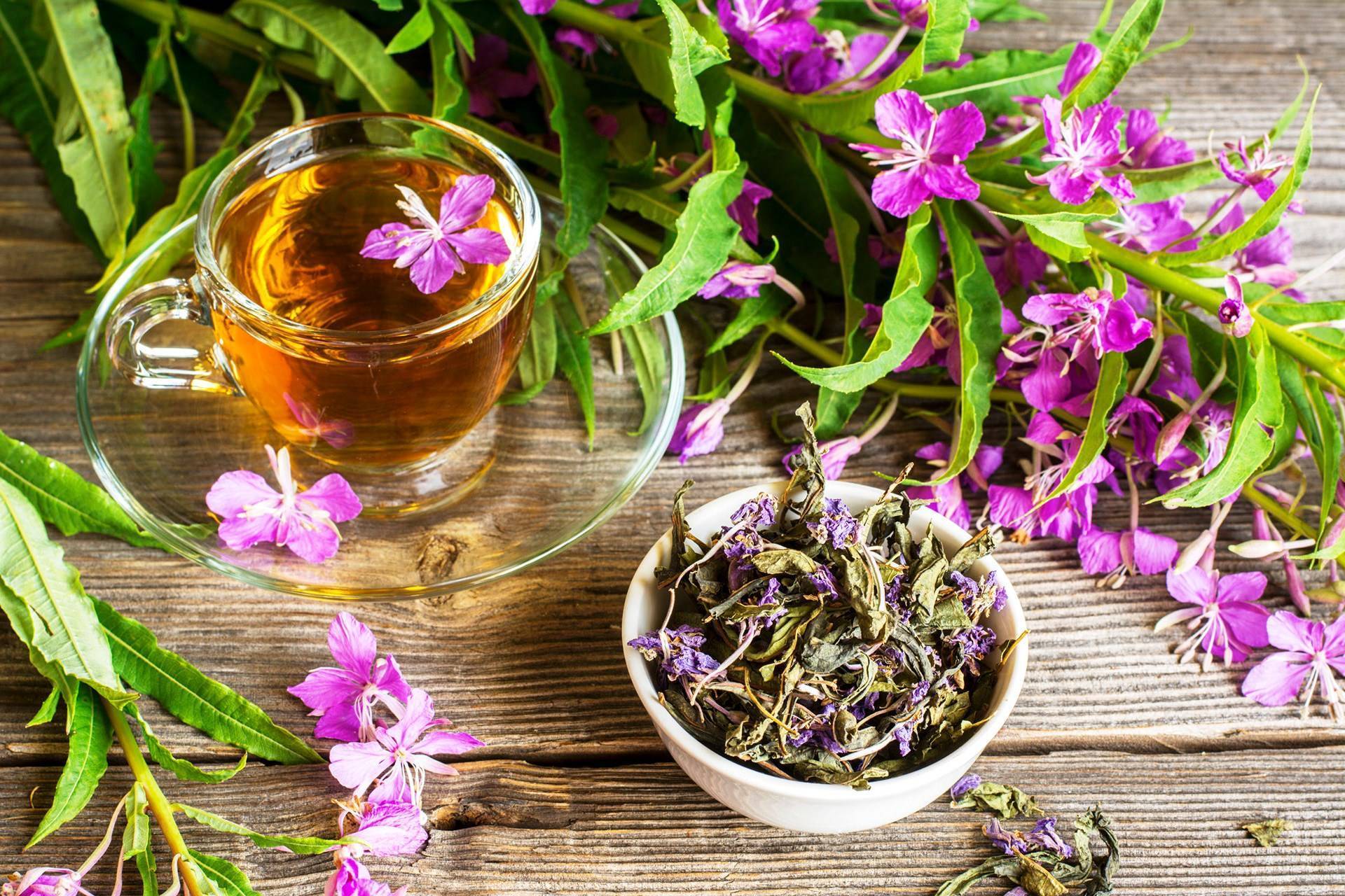 Иван-чай польза и вред для здоровья женщин, мужчин, детей