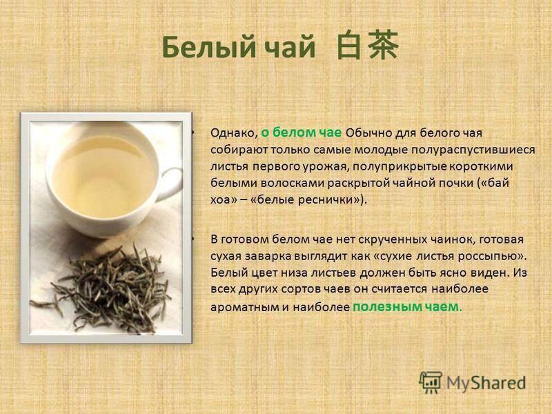 Белый чай: польза и вред