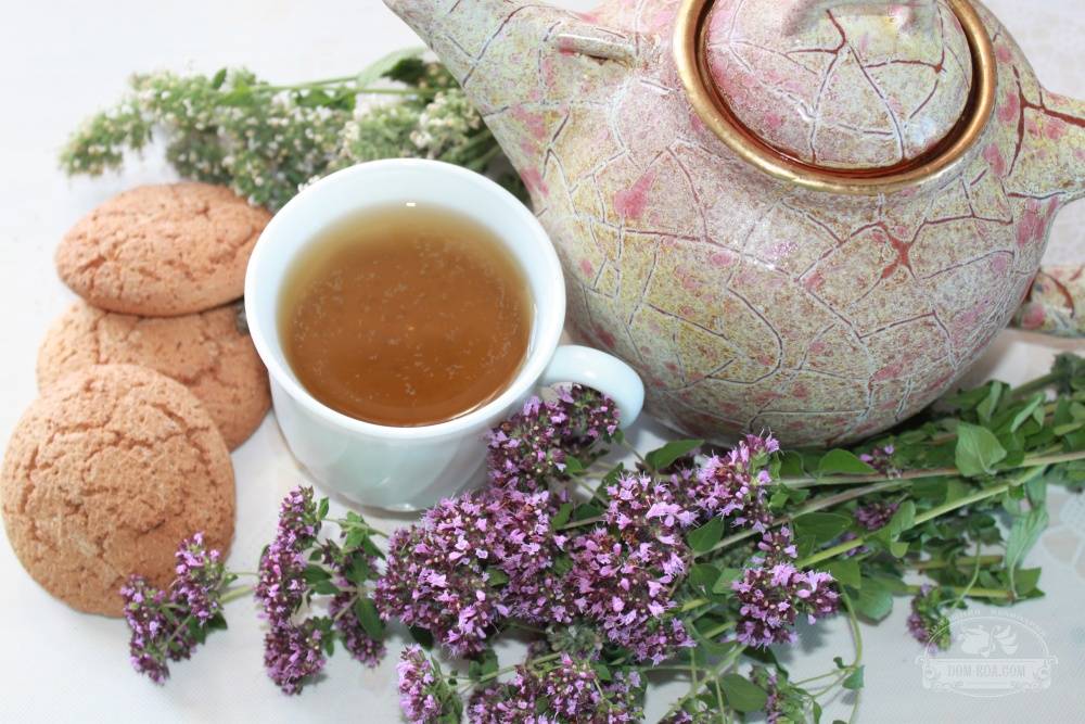 Чай из душицы - рецепты заваривания и польза - целебные травы
