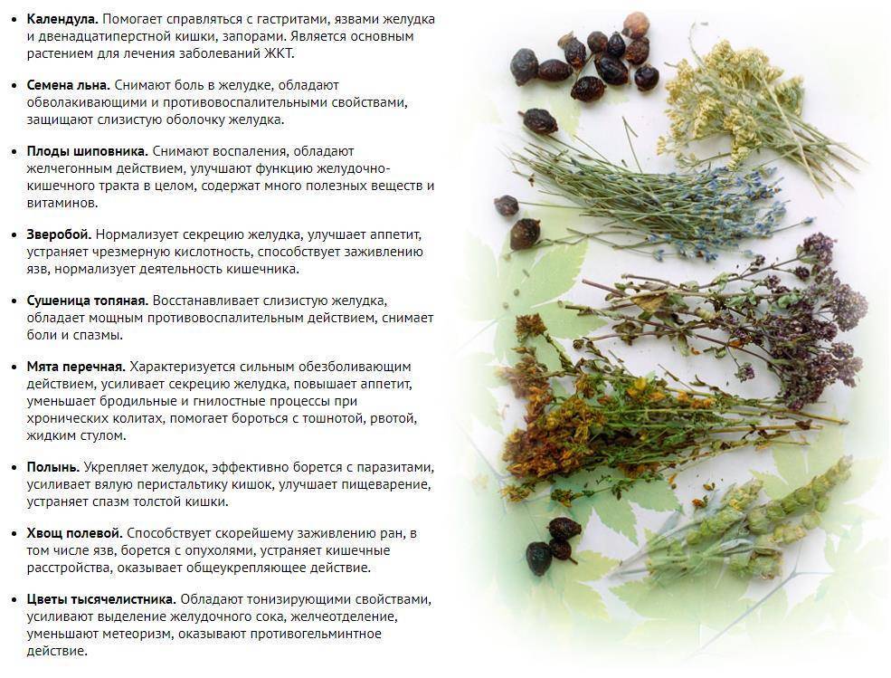 Травяные чаи своими руками на каждый день - рецепты сборов