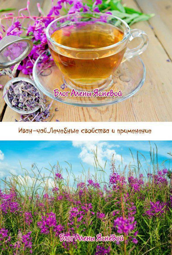 Иван чай (кипрей) – полезные свойства для женщин