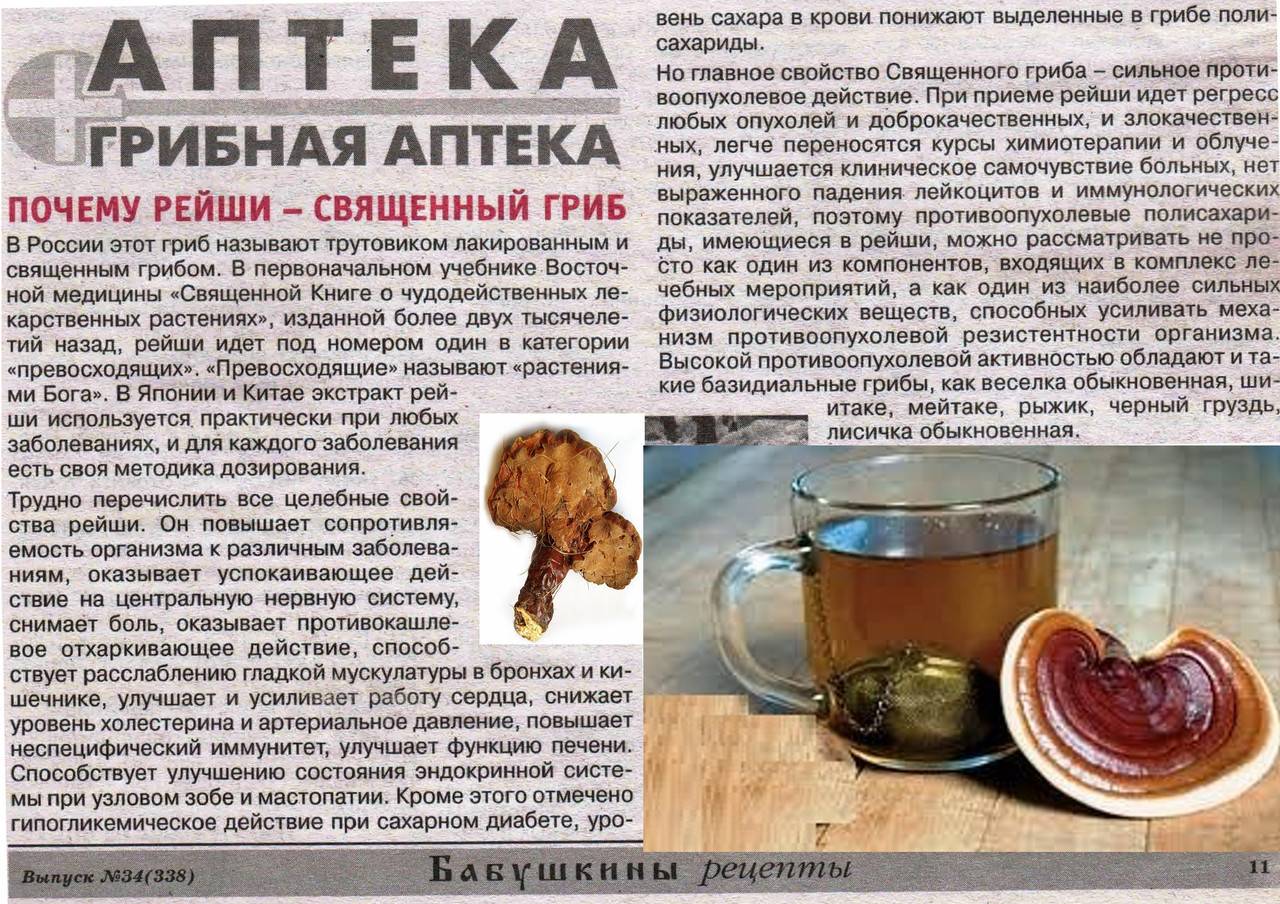 Чай с грибом рейши (трутовик): польза, противопоказания и отзывы