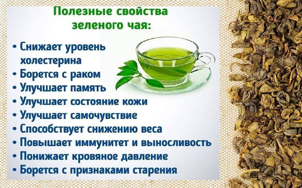 Татар-чай: полезные свойства и противопоказания травы для чайного напитка