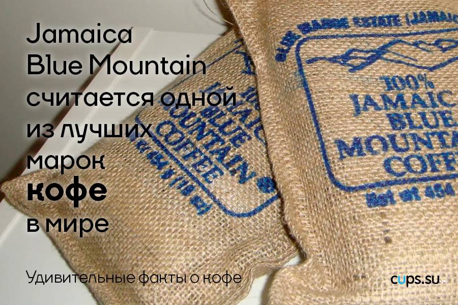Кофе блю маунтин (blue mountain) из ямайки: описание сорта