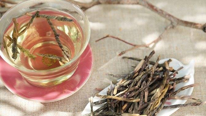 Волшебный чай кудин: польза и вред, советы врачей и рекомендации