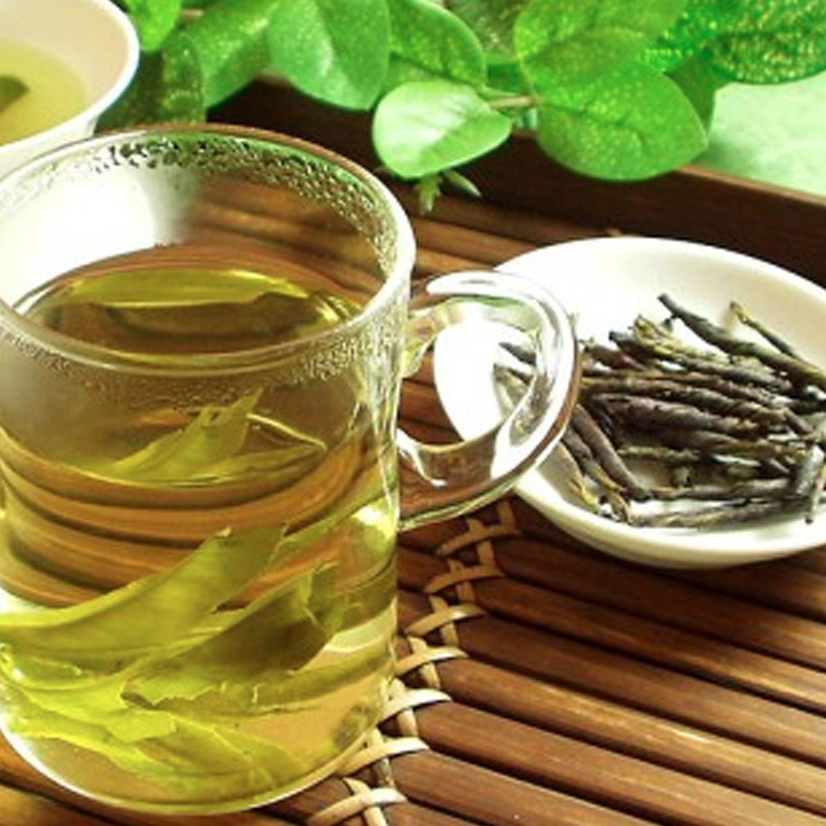 Чай кудин - польза и вред для здоровья